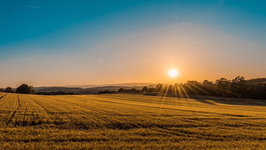 Agronegócio — plantação vista de cima, em luz natural